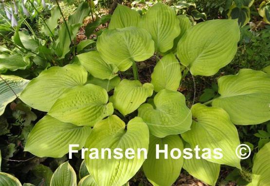 Hosta Arnold Black